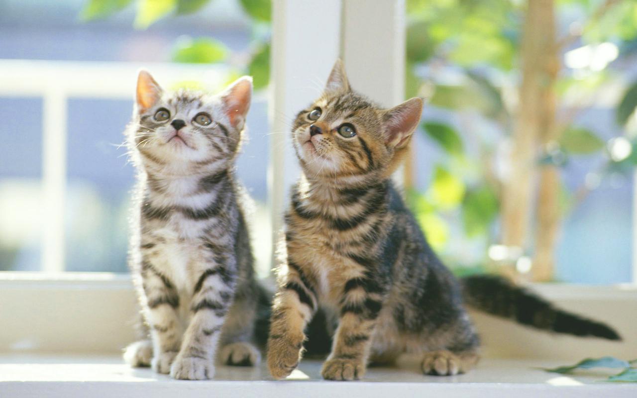 Android-activity详解